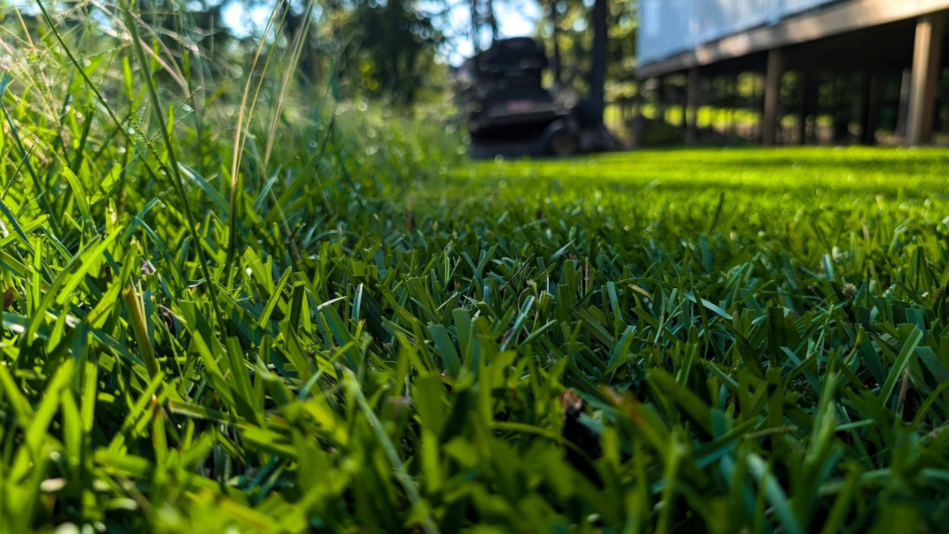 Freshly cut green lawn with a mower in the background