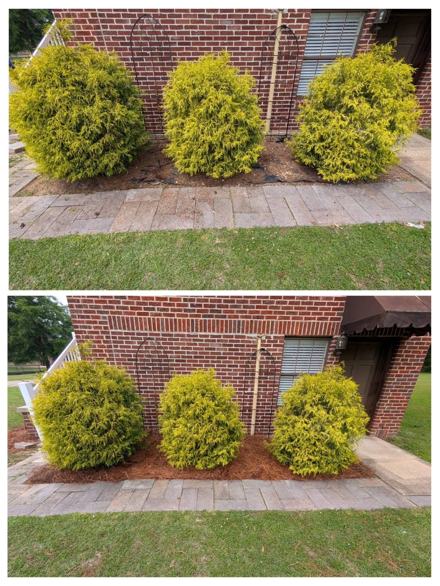 Before and after shrub trimming and mulching along a brick wall
